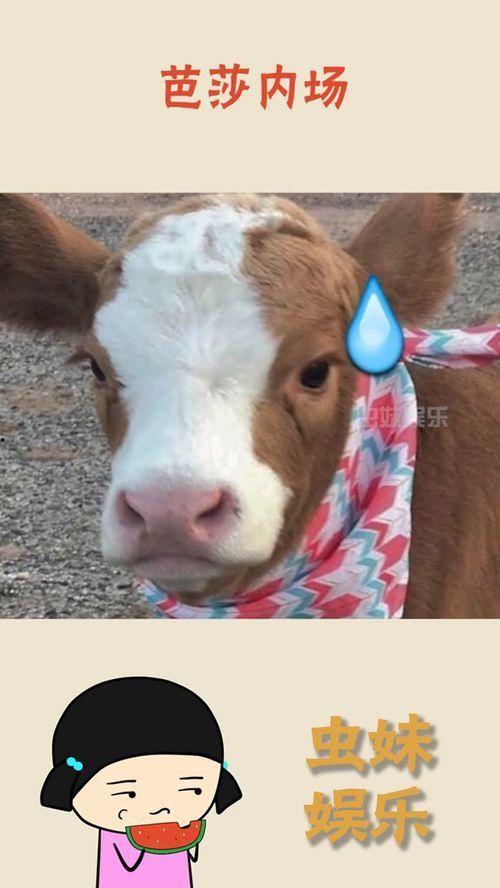 娱乐吃瓜酱素材,吃瓜酱带你领略明星幕后故事